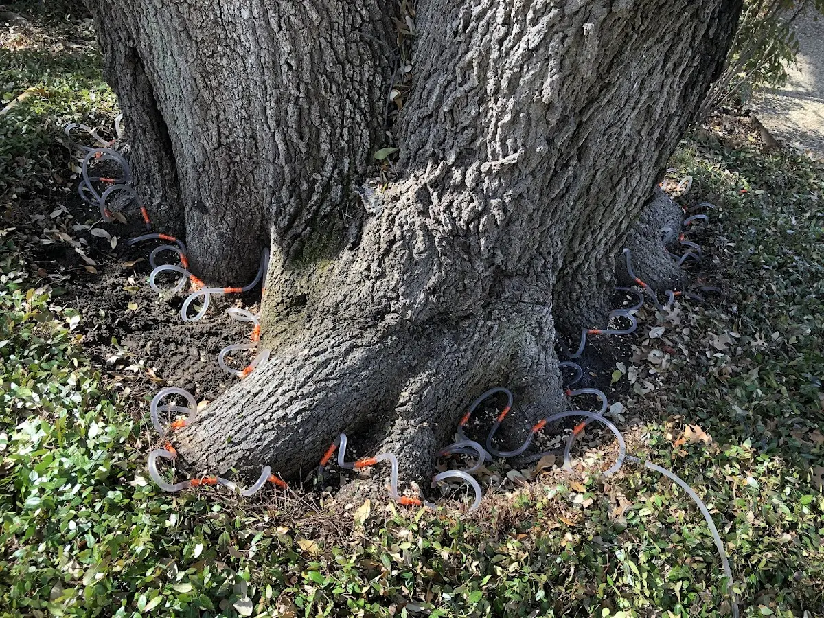 Detailed Tree Cabling and Bracing job site in Ina