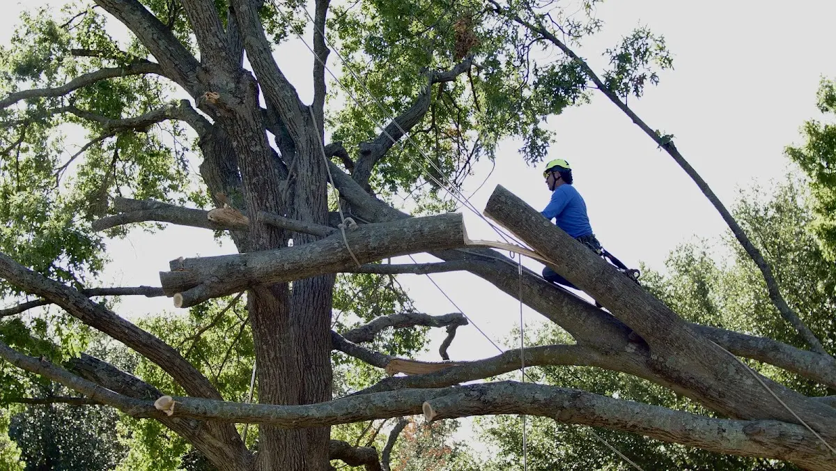 Professional Hazardous Tree Removal performed by certified arborists in Ina