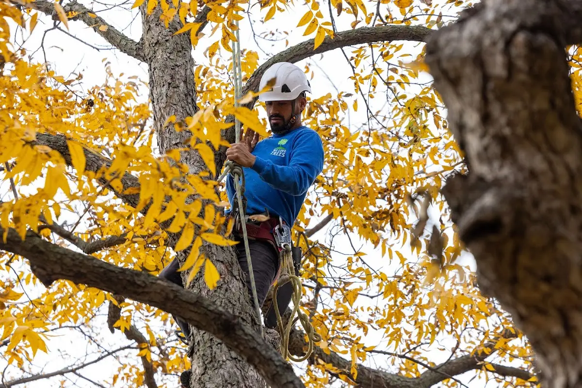 Skilled Emergency Tree Service crew working in Ina